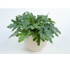 Гейхерелла Кирелла Фреш Грин (KIRELLA™ Fresh Green) C1